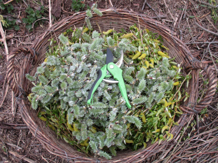 Muguri la Alpine desigur - Primavara 2017 Toplita Harghita