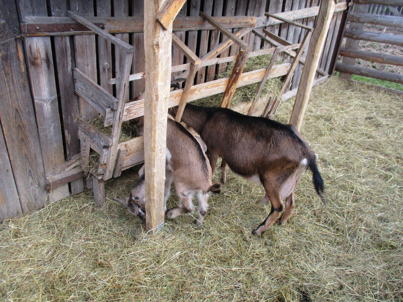 Negruta cu iezii ei-j66 - Primavara 2017 Toplita Harghita