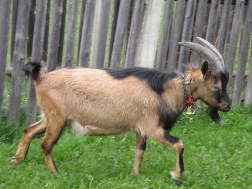 Petre la pascut iarba - Primavara 2017 Toplita Harghita