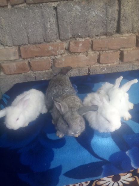  - Cuib din 27-03-2017