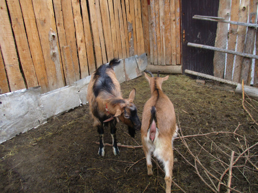 Spiridon la monta-hg8j - Primavara 2017 Toplita Harghita