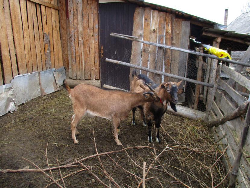 Spiridon la monta-Martie - Primavara 2017 Toplita Harghita