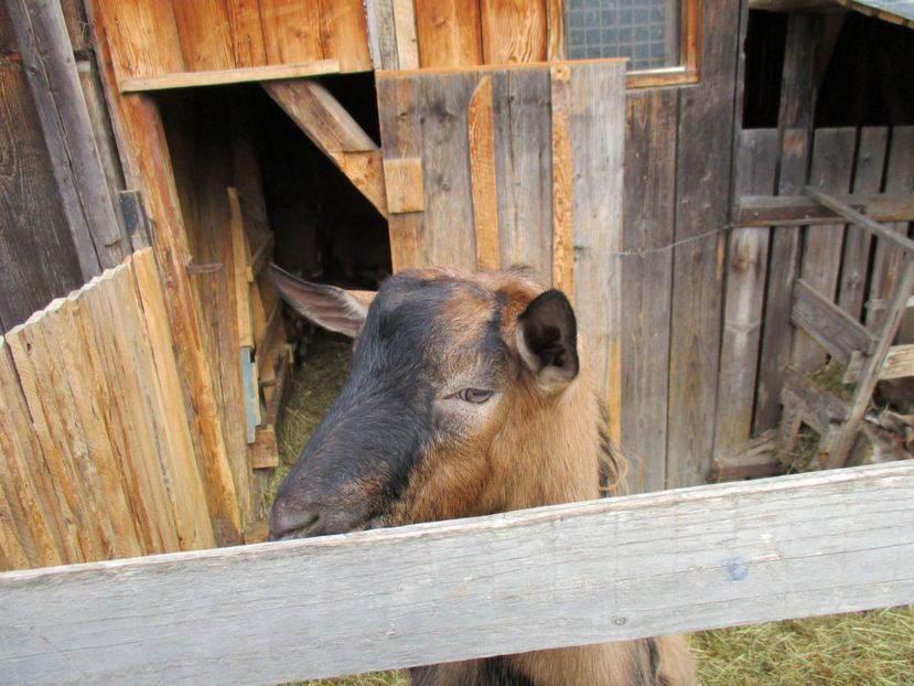 Spiridon smecherul - Primavara 2017 Toplita Harghita