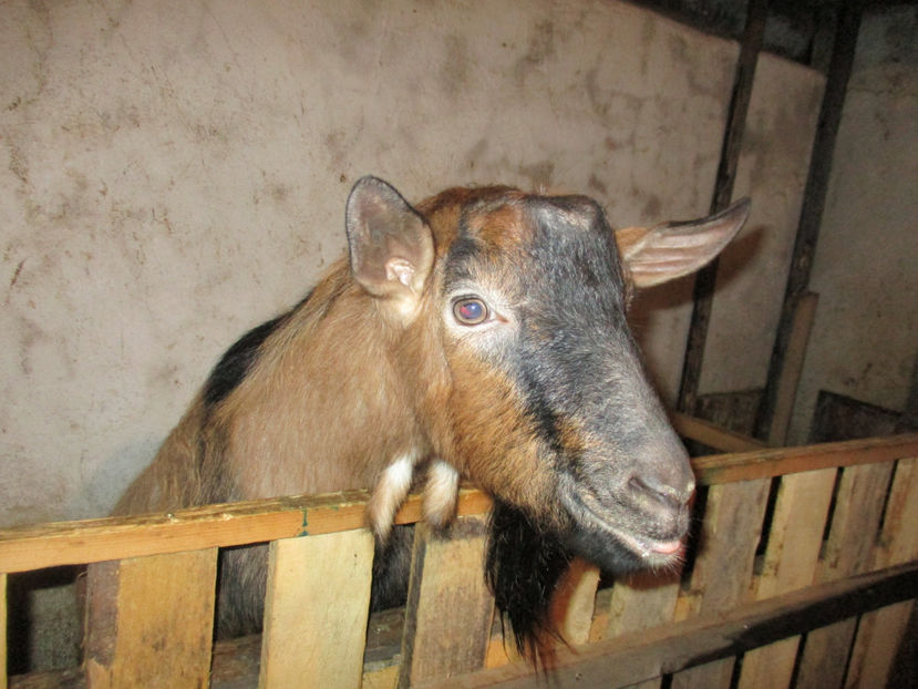 Spiridon Tapul - Primavara 2017 Toplita Harghita