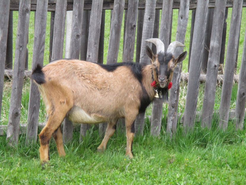 Tapul Alpin Petre-1 - Primavara 2017 Toplita Harghita