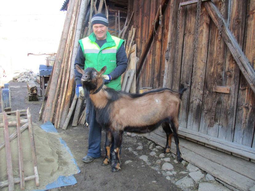 Tapul Ghita-2 - Primavara 2017 Toplita Harghita