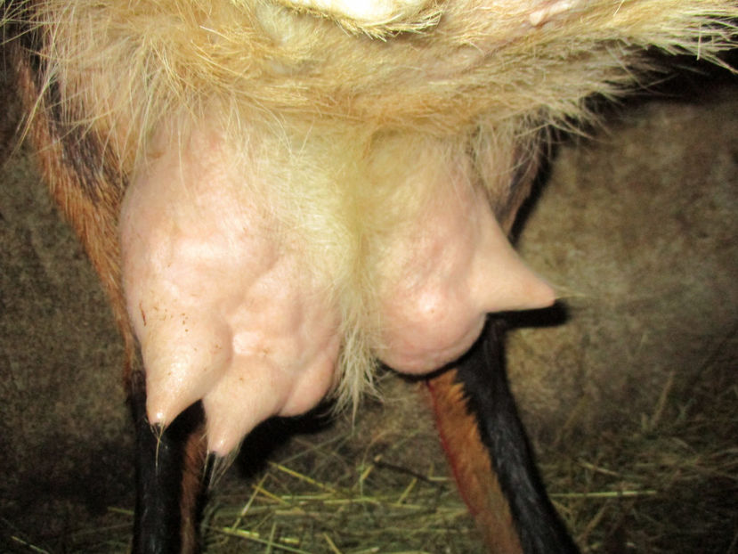 Ugerul cu trei sfarcuri a lui Caprioara-7 - Primavara 2017 Toplita Harghita