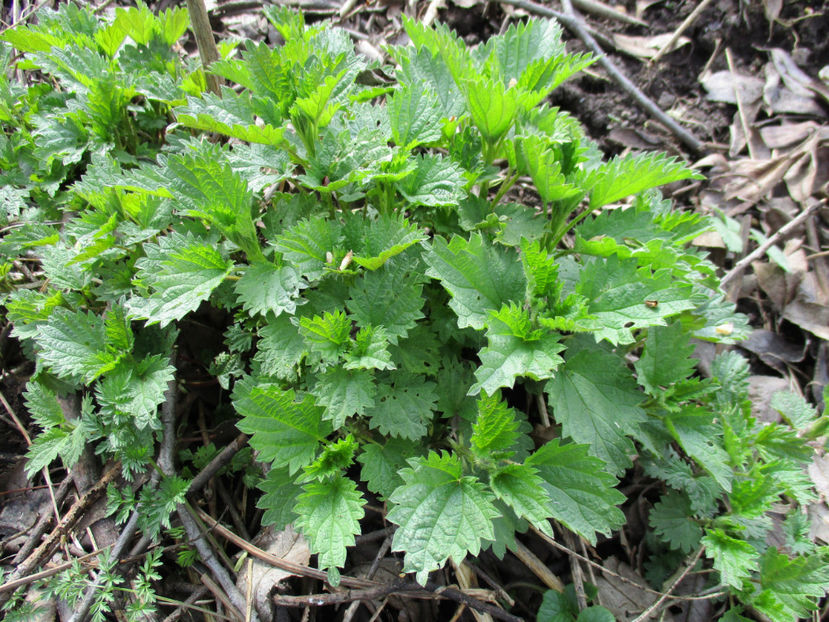 Urzici de ceai - Primavara 2017 Toplita Harghita