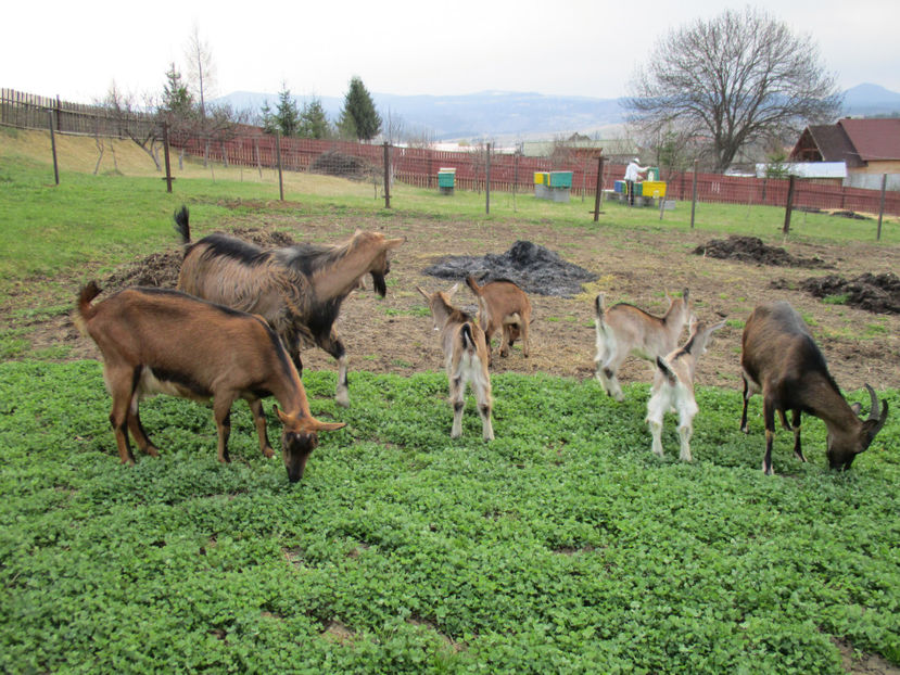 Vecinul la Stupi-4 - Primavara 2017 Toplita Harghita