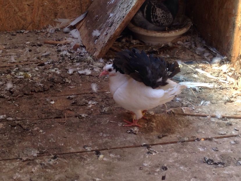 Pava coada neagra - Puisori 2017