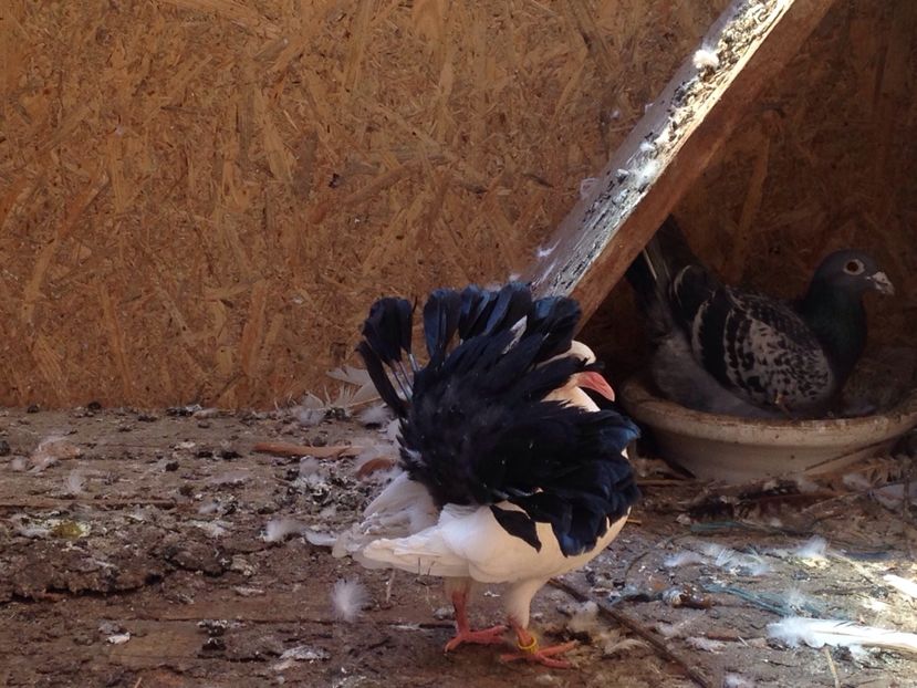 image - Puisori 2017