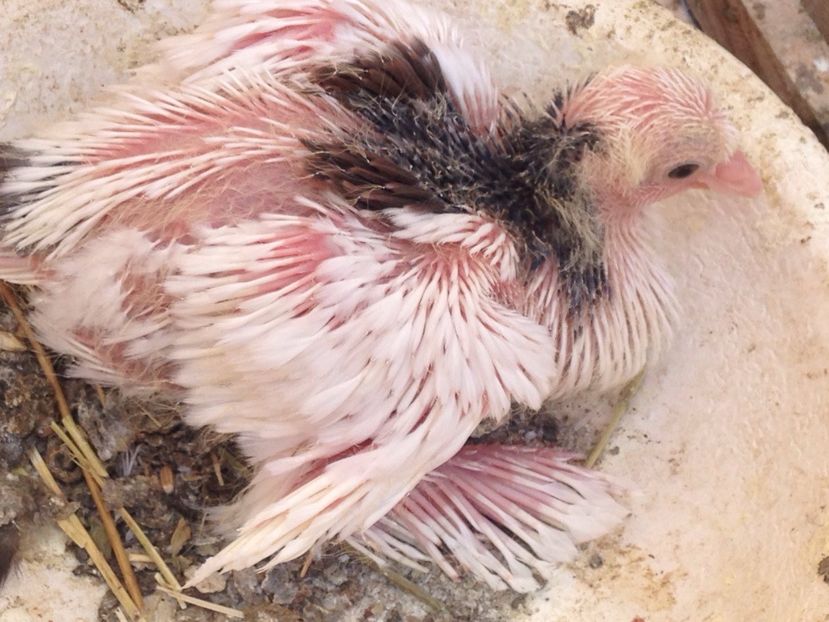 Tob german - Puisori 2017