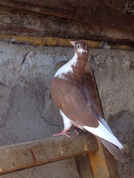 Juc de galati - Puisori 2017