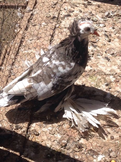 image - Puisori 2017