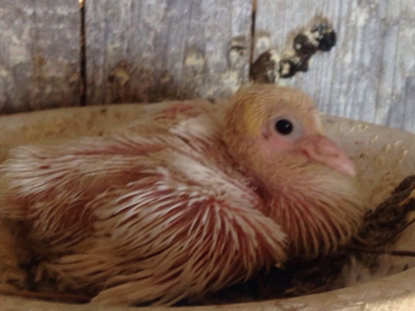 Tob german - Puisori 2017