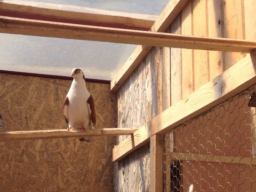 Mascul - JUCATORI DE GALATI 2016