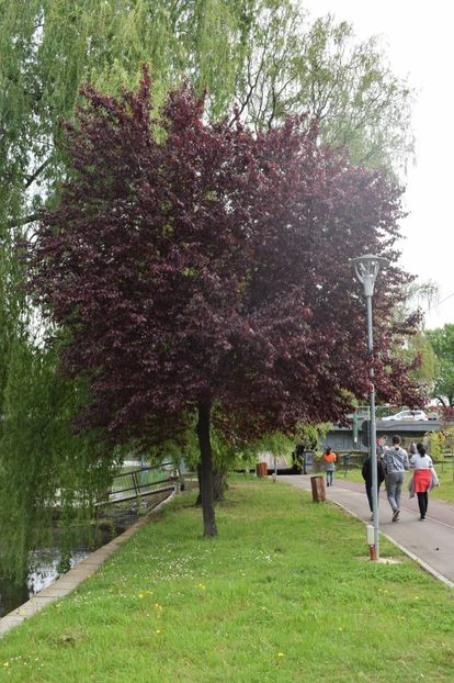  - 2017 -Timisoara
