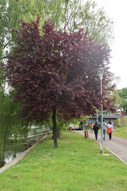  - 2017 -Timisoara