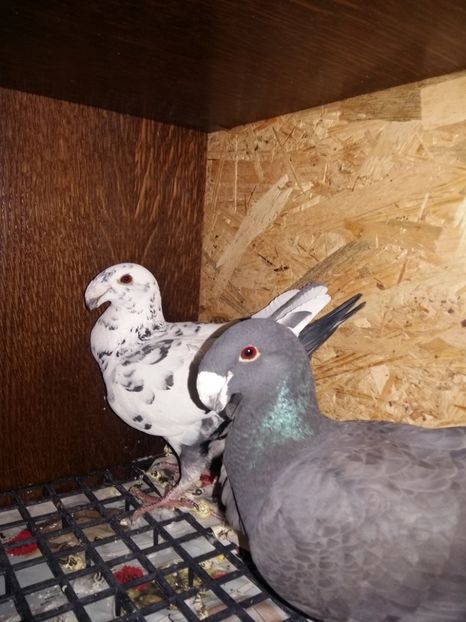 Fete2016 - voiajori germani