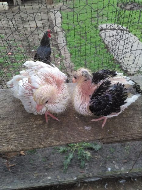  - Puii galateni 2017