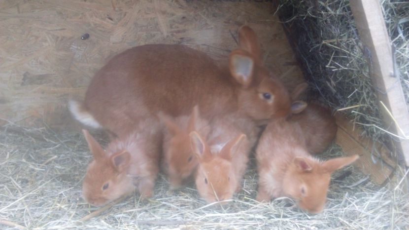  - de vanzare primavara 2017