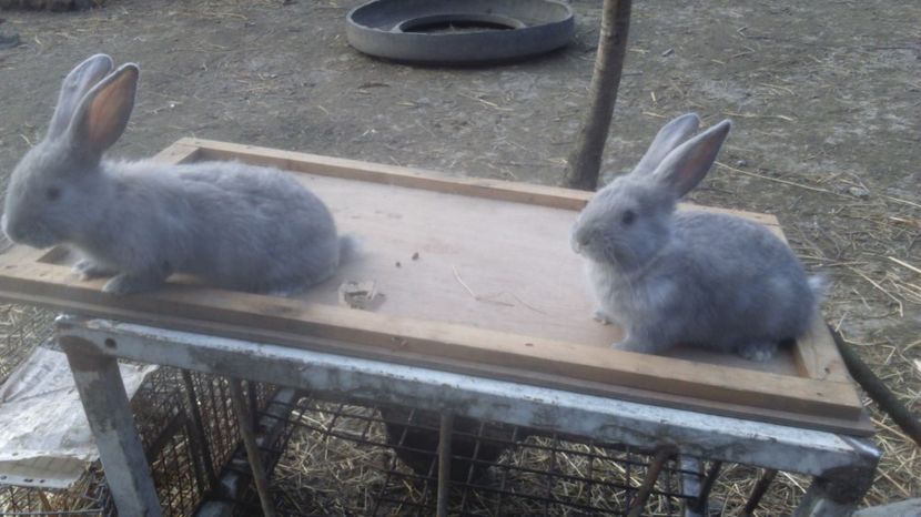  - de vanzare primavara 2017