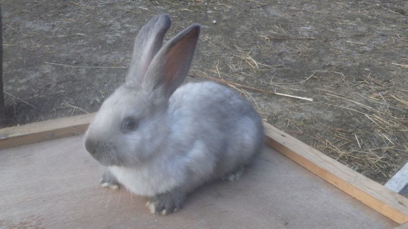  - de vanzare primavara 2017