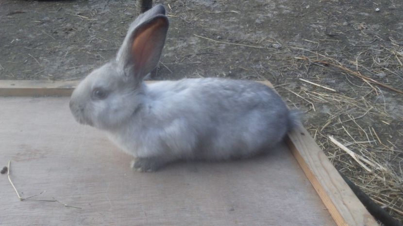  - de vanzare primavara 2017