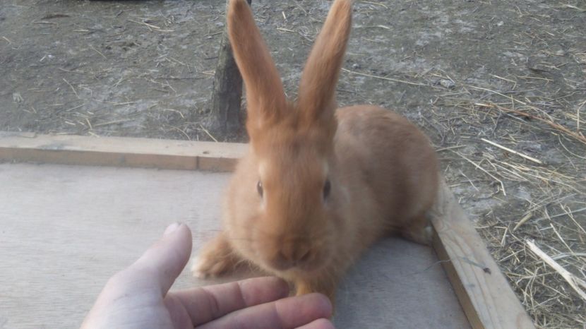  - de vanzare primavara 2017