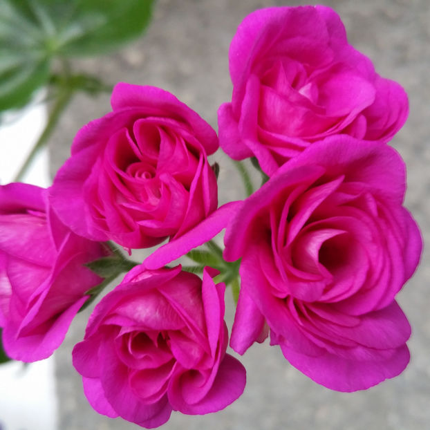  - Muscate 2013 2022