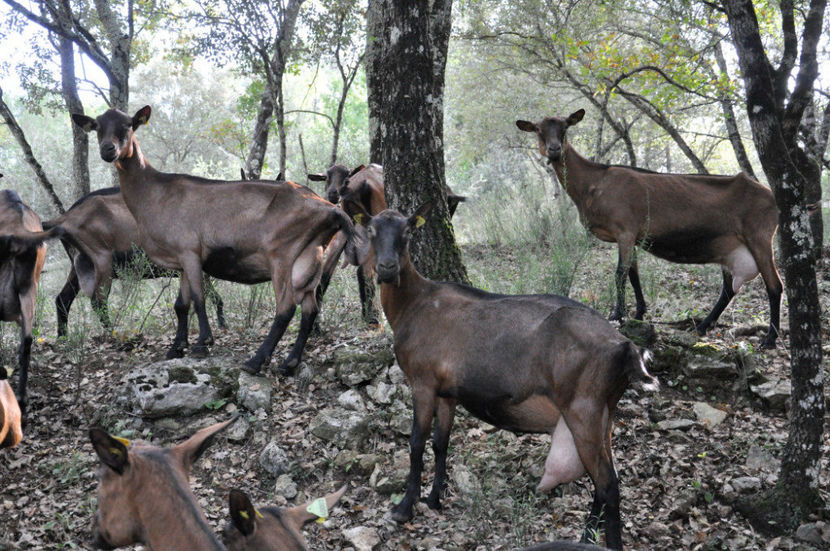 Alpinele satule de frunze - Rase de oi si capre poze deosebite 13