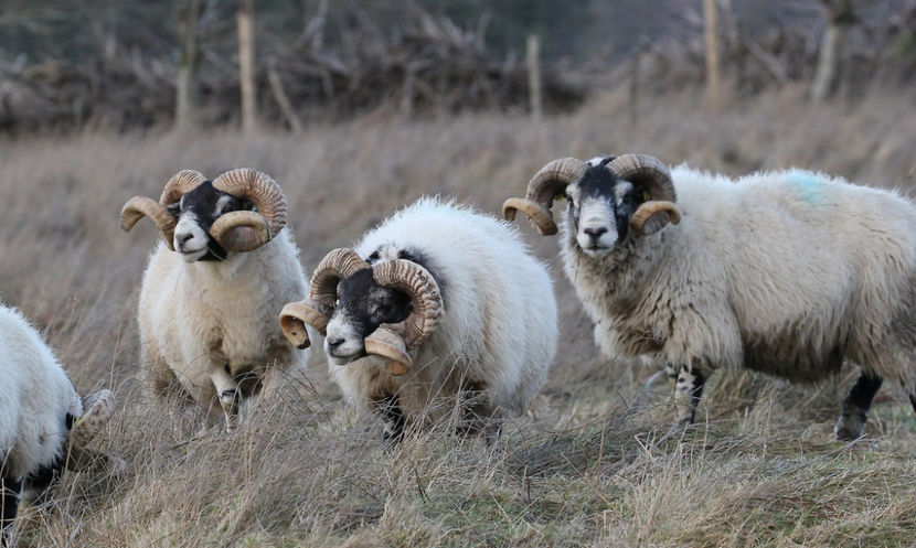 Berbecutii cu coarne incarligate - Rase de oi si capre poze deosebite 13