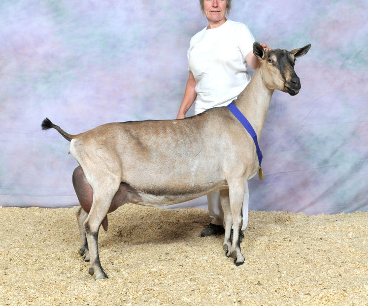 da desigur arata bine,,, - Rase de oi si capre poze deosebite 13