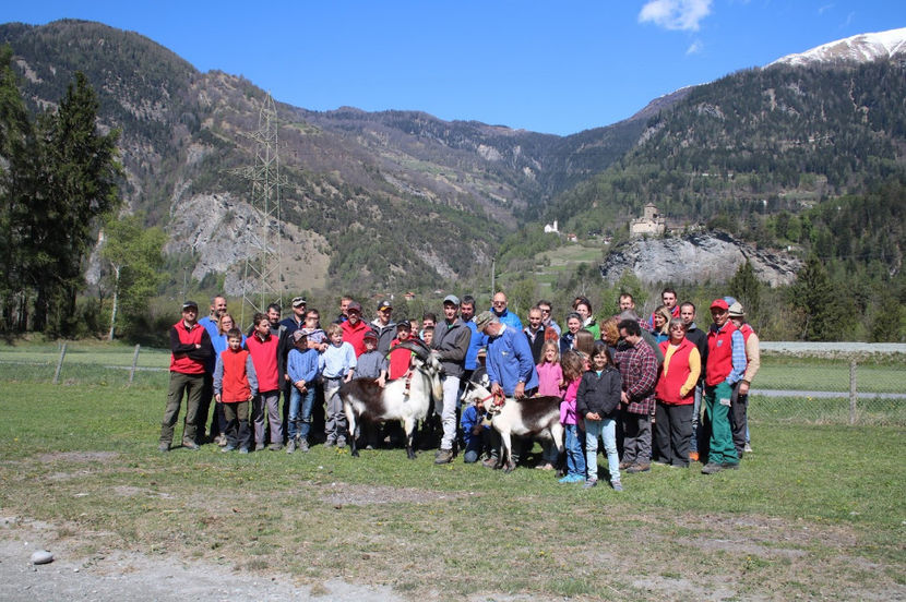Alta mentalitate, nu ca la noi ca mananca pomii , sau se urca pe casa si put toamna,,,, - Rase de oi si capre poze deosebite 13