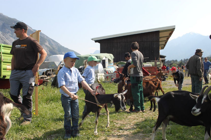 Copii cu caprele-3d77 - Rase de oi si capre poze deosebite 13