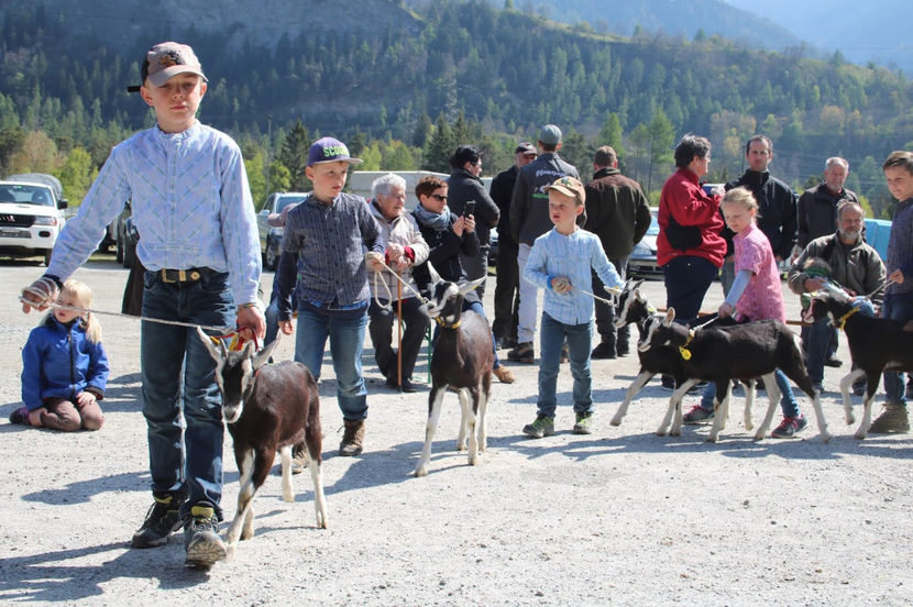 Copii cu iezii de Alpina britanica-34 - Rase de oi si capre poze deosebite 13