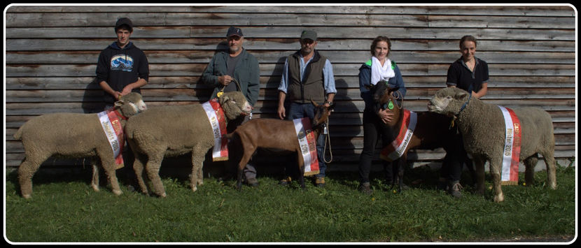 Fain de tat,,,,,,33 - Rase de oi si capre poze deosebite 13