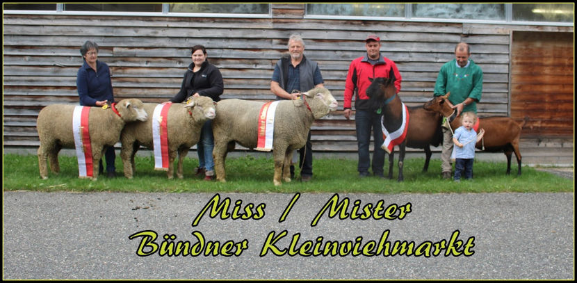 Fain de tata la fel,,,, - Rase de oi si capre poze deosebite 13