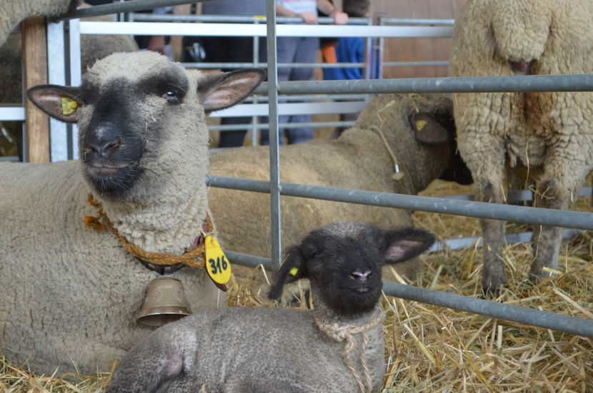 Oi de carne-4rr - Rase de oi si capre poze deosebite 13