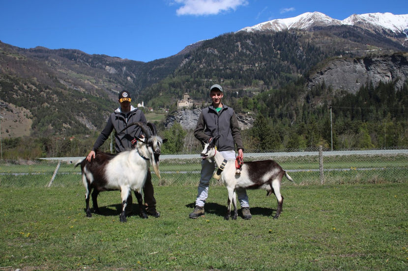 Tap si capra Paun la pozat-3du - Rase de oi si capre poze deosebite 13