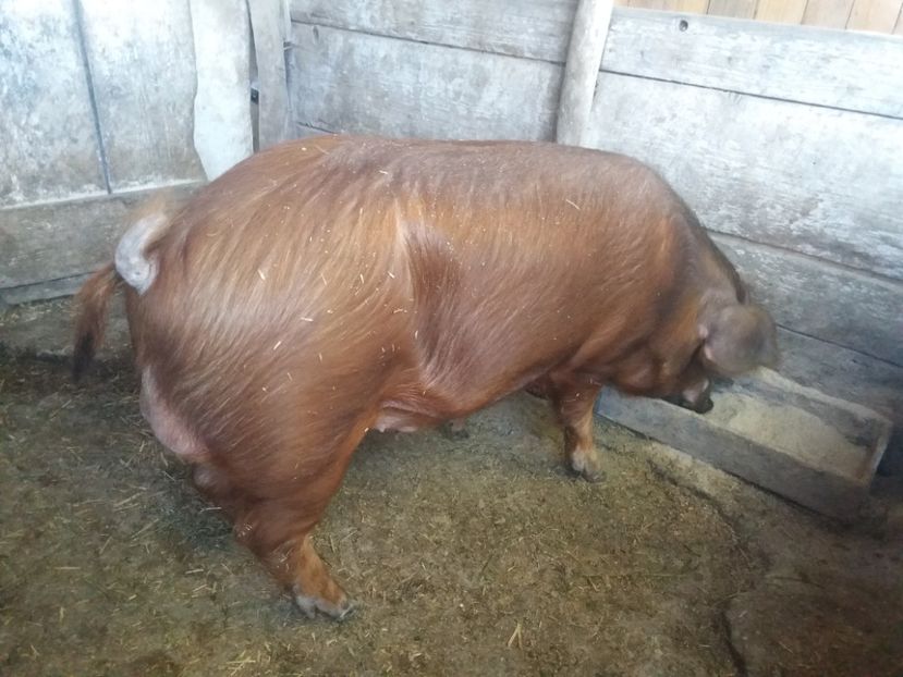  - Noua generatie DUROC