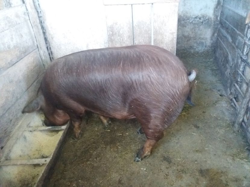  - Noua generatie DUROC