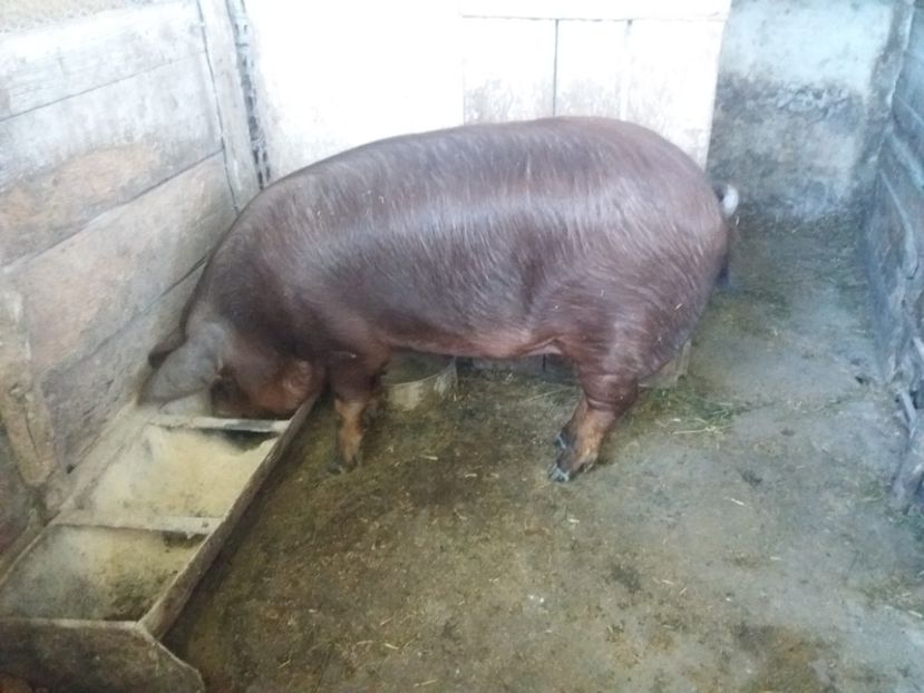  - Noua generatie DUROC