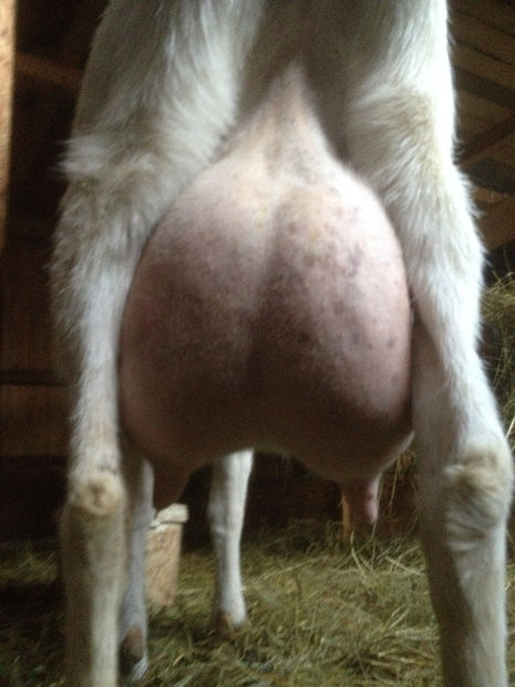  - capra si iada de vanzare 2017