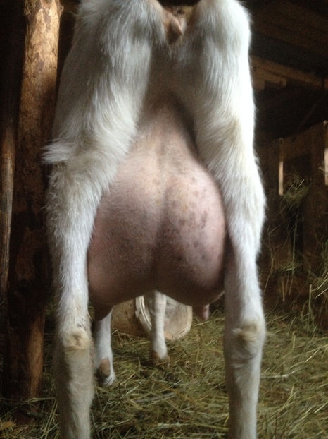  - capra si iada de vanzare 2017