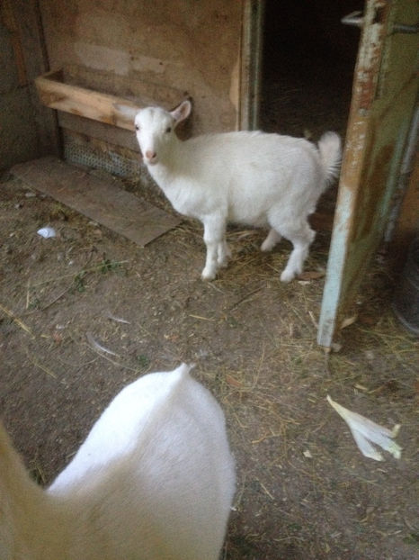  - capra si iada de vanzare 2017