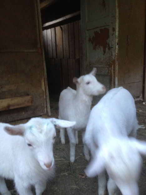  - capra si iada de vanzare 2017