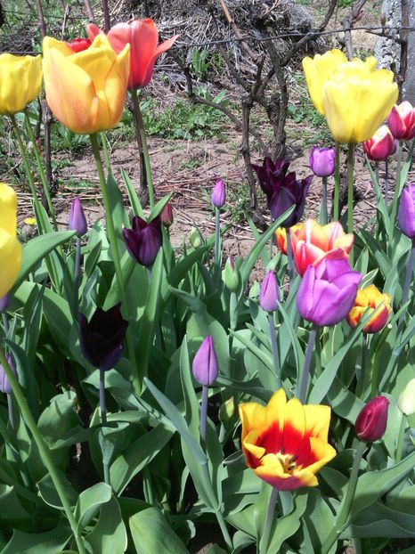  - 01-Flori din curtea mea 2017