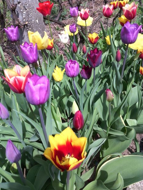  - 01-Flori din curtea mea 2017