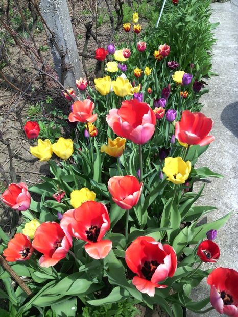  - 01-Flori din curtea mea 2017